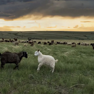 韩国乱伦幼女电影
